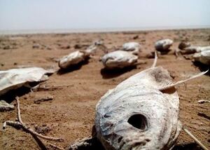 خطر نابودی گونه‌های آبی.JPG