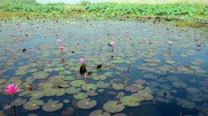 تالاب انزلی.jpg